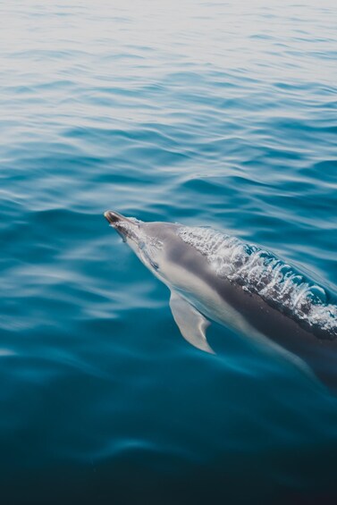 A dolphin swimming in the ocean. 2