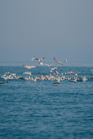 A flock of seagulls flying over a body of water. 4