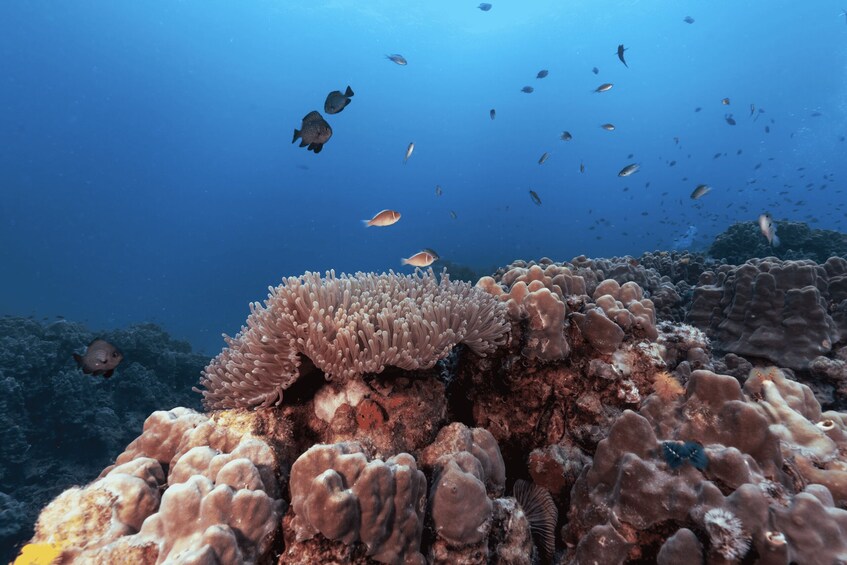 A coral reef with various fish species swimming around. 5