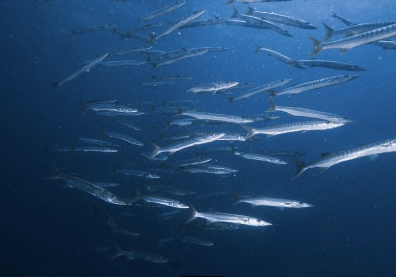 A school of fish swimming in the ocean. 2