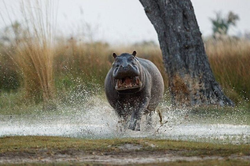 Un hipopótamo corriendo entre salpicaduras de agua, con un árbol y pasto seco al fondo. 1