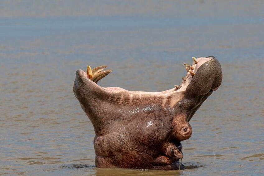 A hippopotamus partially submerged in water. 1