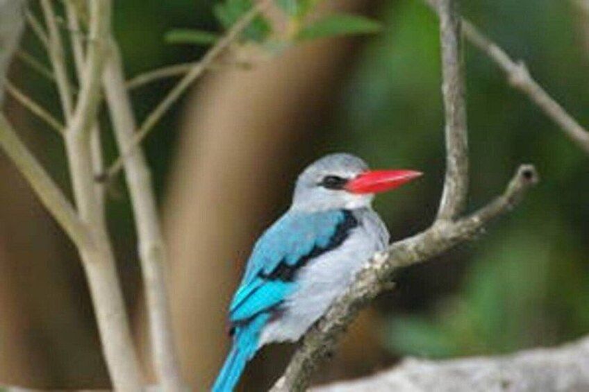 A bird with blue and white feathers perched on a branch. 3