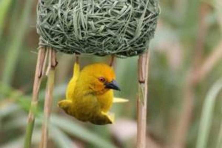 A yellow bird in a nest. 2