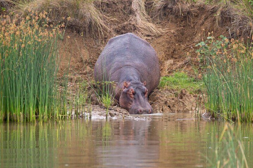 A hippopotamus partially submerged in water, surrounded by tall grasses and a muddy bank. 5