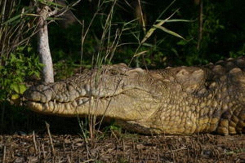 A crocodile lying on the ground in a natural setting with vegetation. 4