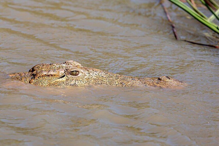 A crocodile partially submerged in murky water. 4