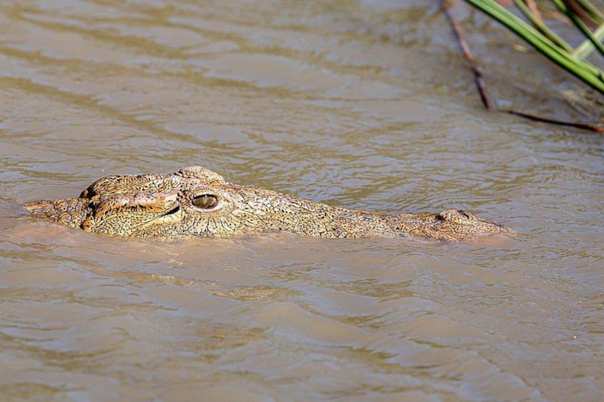 Hippo and Croc Boat Cruise in St Lucia Estuary Kwazulu Natal 3