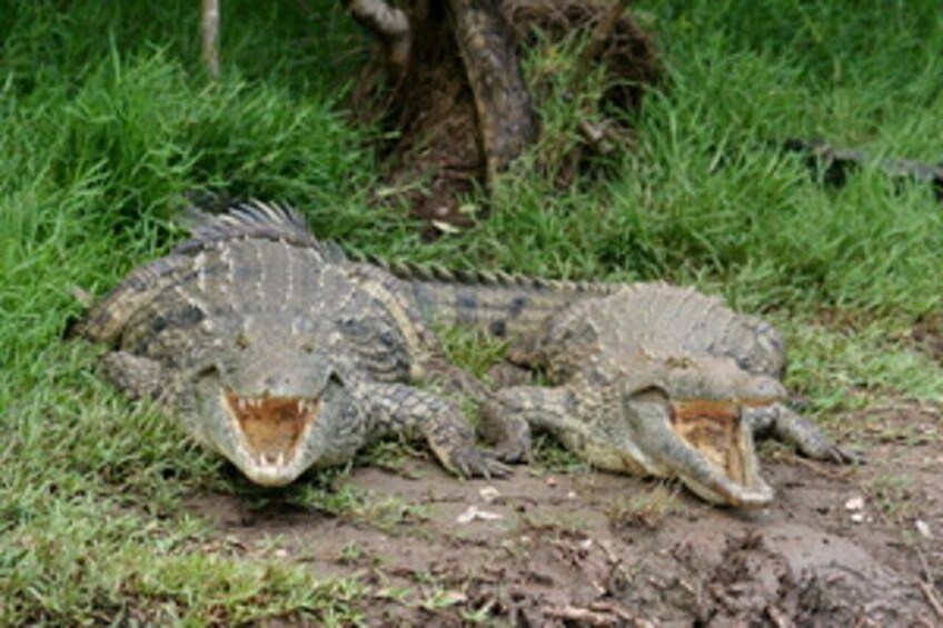 Two crocodiles lying on the ground near a tree. 5