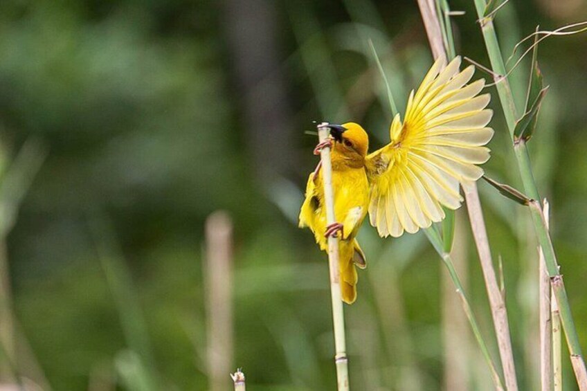 A bird perched on a plant with a yellow flower. 3