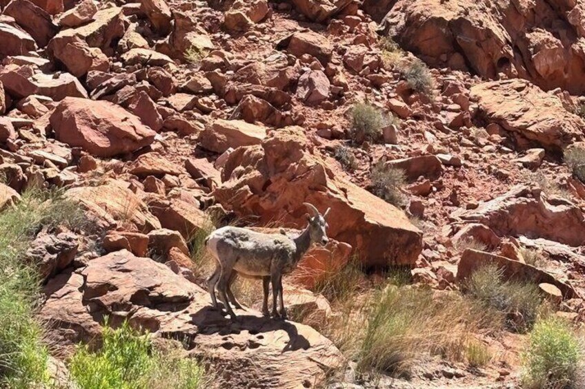 Terreno rocoso con un único animal sobre una roca. 5