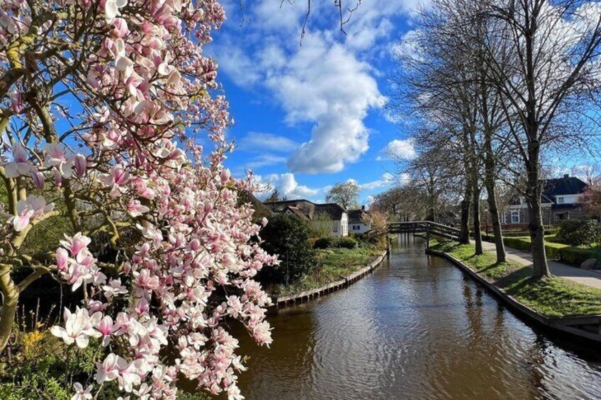 A canal with pink flowers, a bridge, and houses in the background. 1