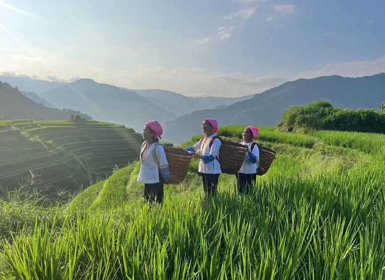 Three individuals in a rice field with mountains in the background. 3