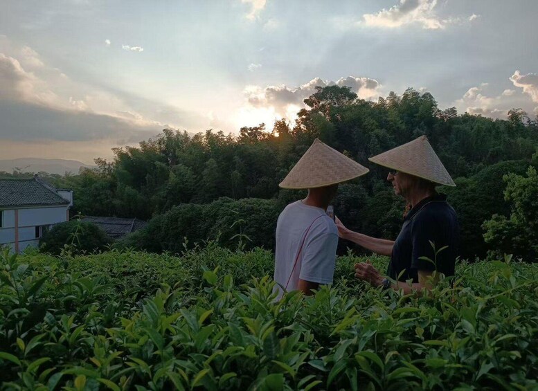 Two people wearing conical hats in a tea plantation with a sunset in the background. 1