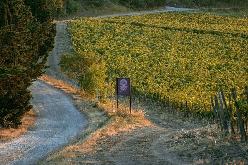 Un vignoble avec des rangées de vignes, un chemin de terre et un panneau indicateur. 4