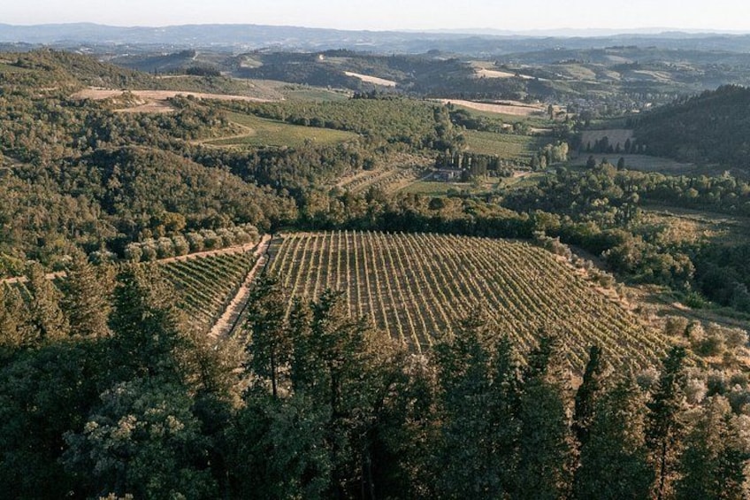 Un vignoble avec des rangées de vignes, entouré de collines boisées. 2