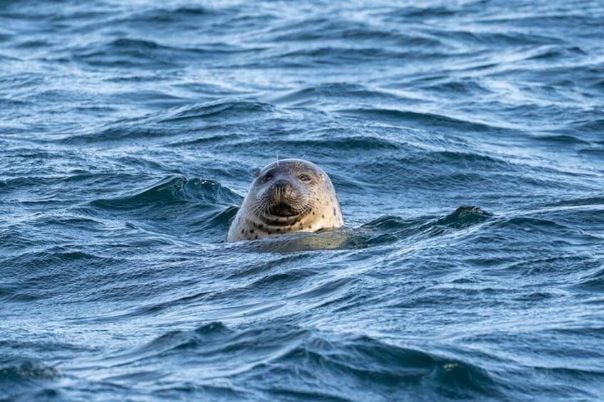 Una foca nadando en el océano. 5