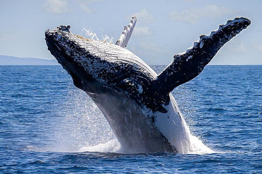 Una ballena rompiendo la superficie del agua, mostrando sus aletas caudal. 1