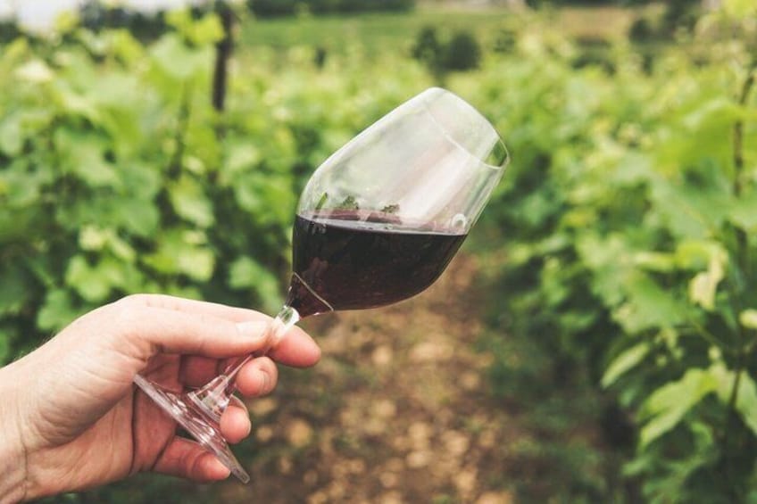 Eine Hand hält ein Weinglas, im Hintergrund ein Weinberg. 3