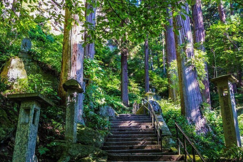 A forested area with a stone staircase leading up a hill, surrounded by tall trees and greenery. 3