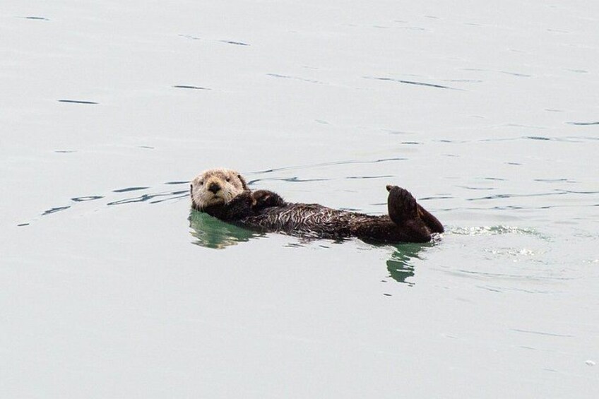 Wildlife Quest and Fin Island Lodge from Sitka 3