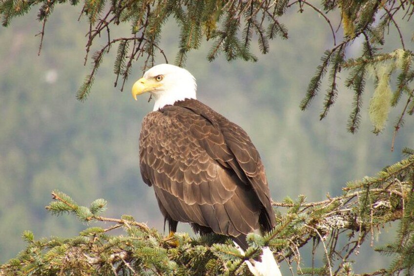 Wildlife Quest and Fin Island Lodge from Sitka 2