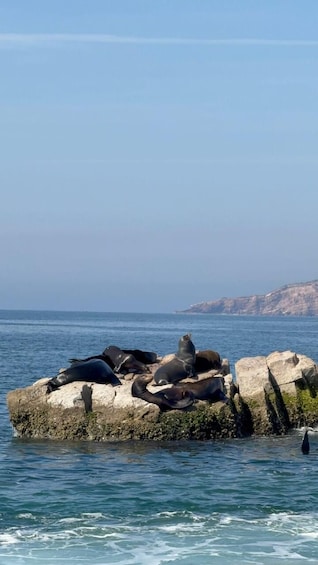 En gruppe sæler hviler på en klippe ud til havet. 4