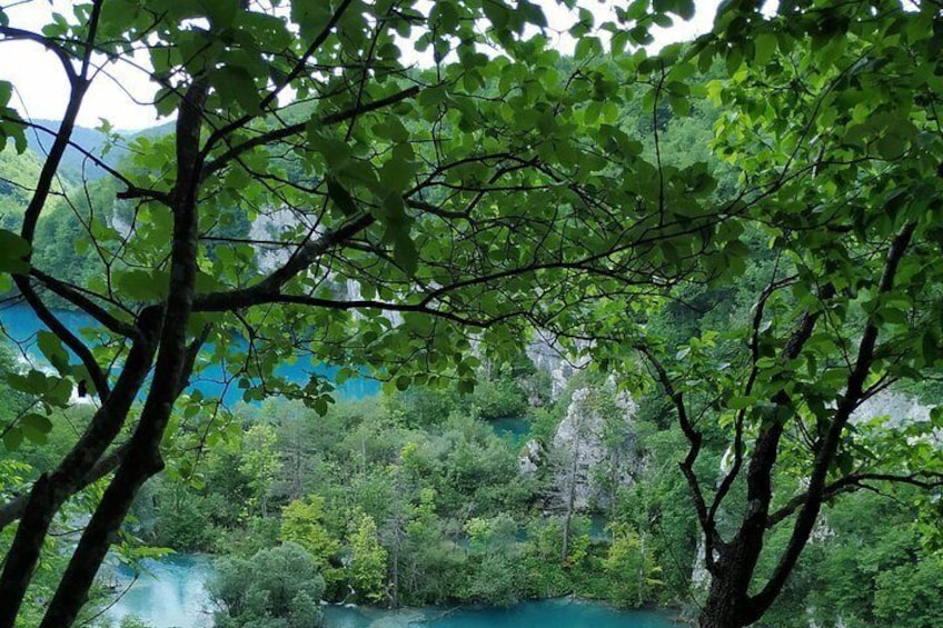 A dense forest with a river and a mountain in the background. 4