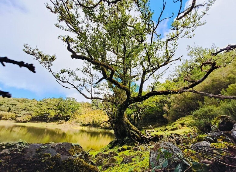 Picture 7 for Activity Madeira: Fanal Forest Afternoon experience, small-group 5