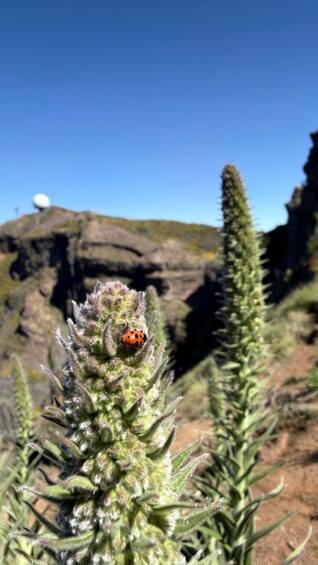 Picture 7 for Activity Madeira: Pico do Areeiro: Afternoon Stairway to Heaven Hike 3