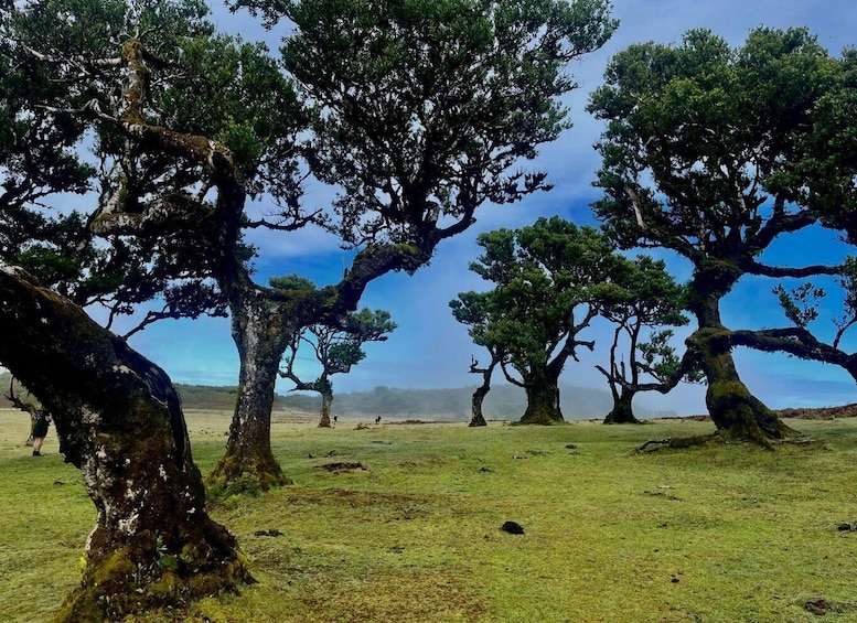 Madeira: Fanal Forest Afternoon experience, small-group 1