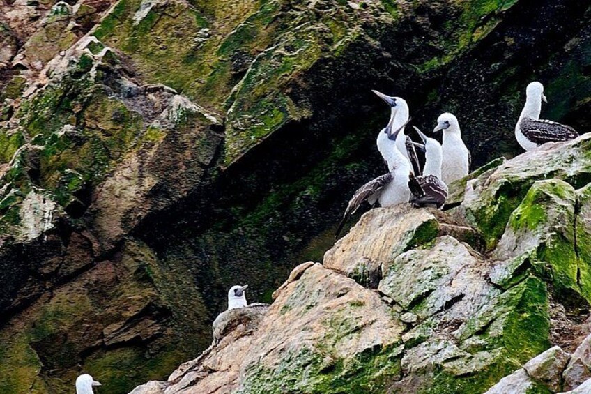 Full Day Small Group to Paracas and Huacachina and vineyards 3