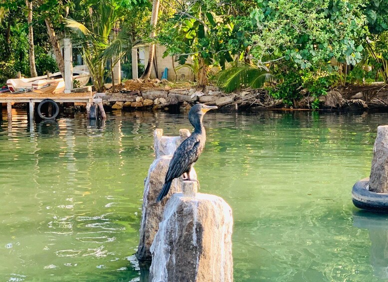 Picture 21 for Activity Koggala Lake Private Boat Safari, Wildlife & Island Visits 3