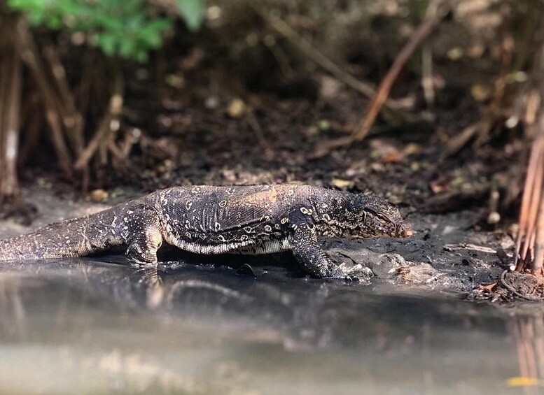 A lizard near a water body in a natural setting. 3
