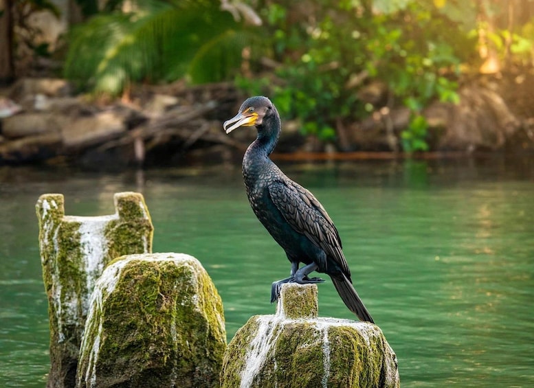 A bird perched on a moss-covered rock by a body of water. 1