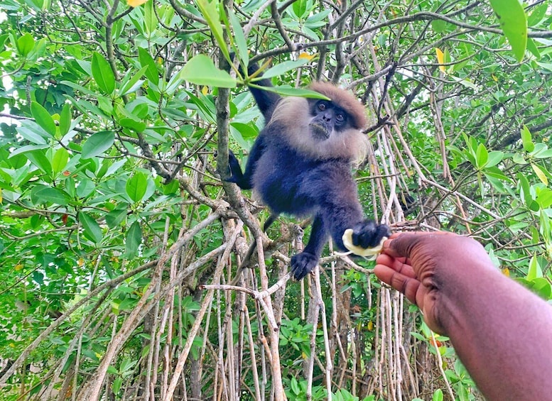 A monkey climbing a tree with dense foliage. 1