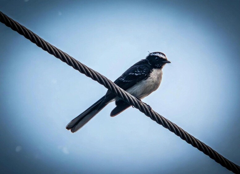 A bird perched on a twisted metal cable against a clear sky. 2