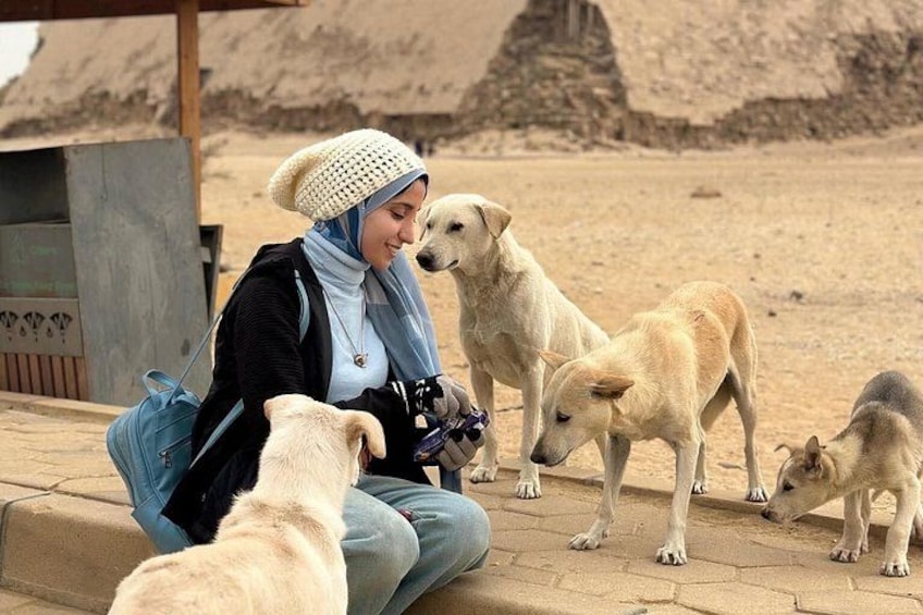 A person sitting on a bench with several dogs around. 5