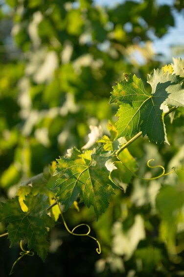 A close-up of grapevine leaves with sunlight filtering through. 2