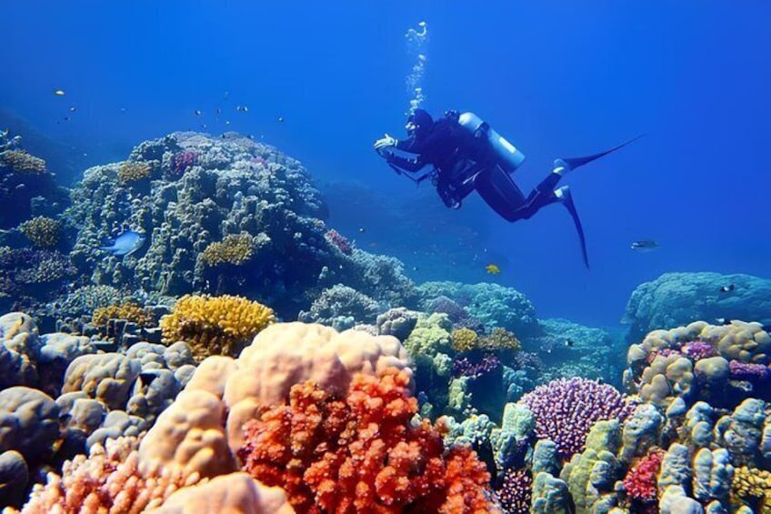 A diver exploring a vibrant coral reef with various colorful corals and marine life. 1