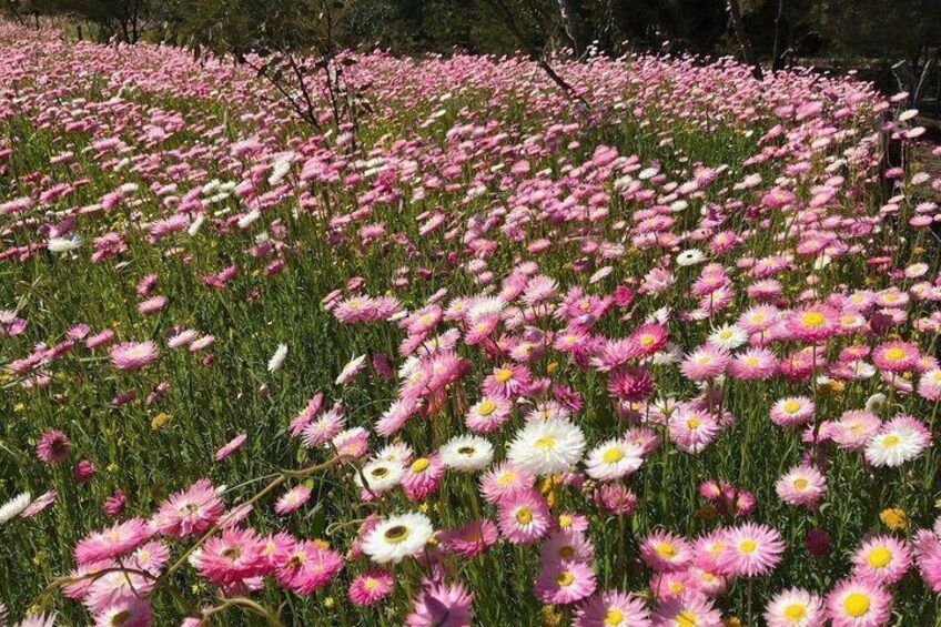 A field of pink and white flowers. 4