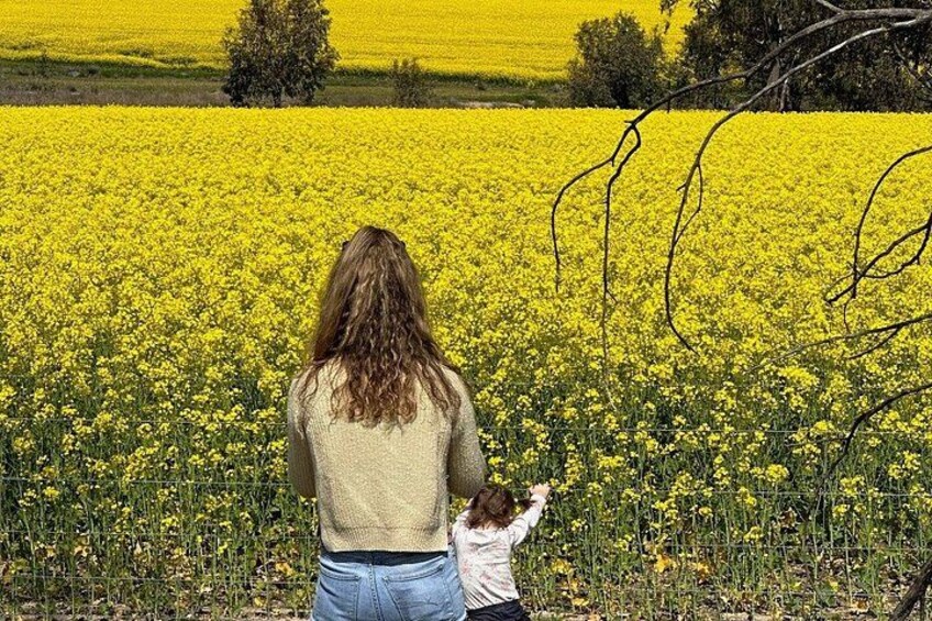 From Perth Private Premium Wildflowers and Canola Fields Tour 1