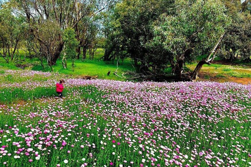 From Perth Private Premium Wildflowers and Canola Fields Tour 5