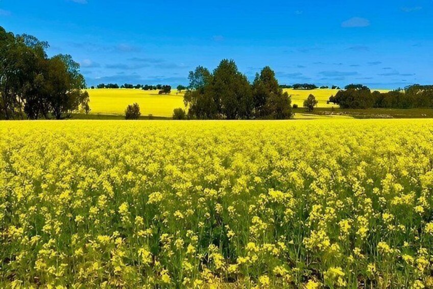 A vast field of yellow flowers under a clear blue sky. 2