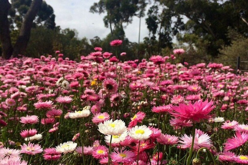 From Perth Private Premium Wildflowers and Canola Fields Tour 4