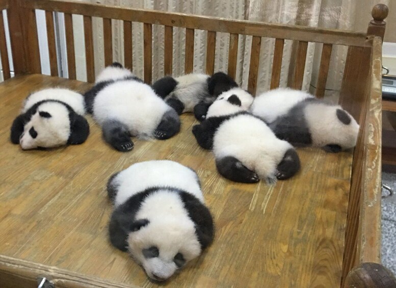 A wooden bench with several panda plush toys lying on it. 2