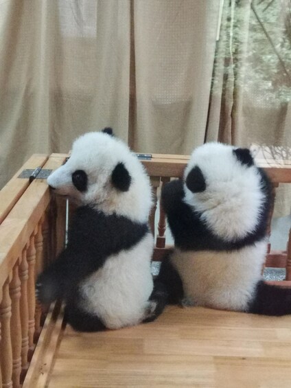 Two pandas sitting on a wooden platform with a curtain in the background. 5
