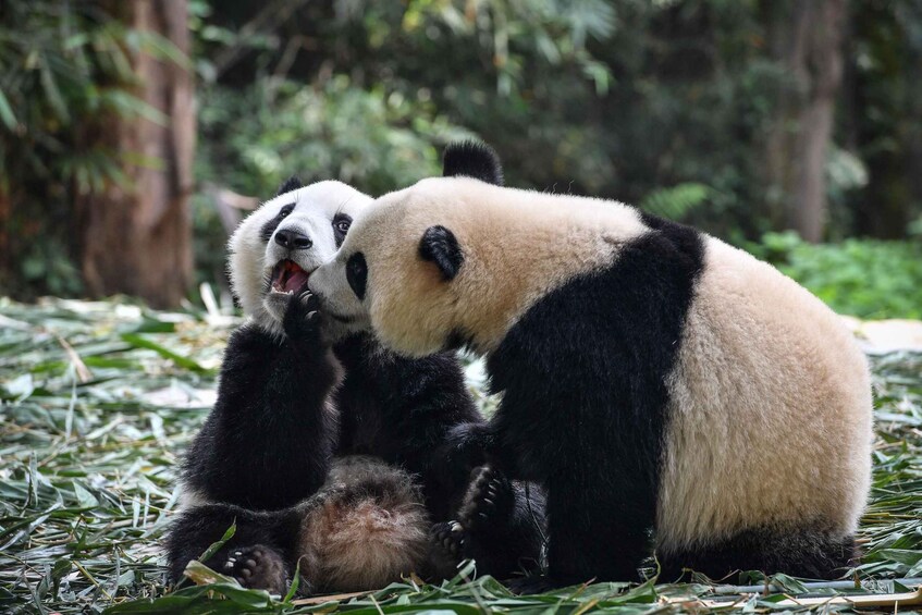 Two pandas sitting on the ground surrounded by green foliage. 4