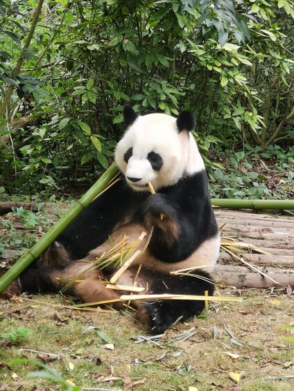 A panda sitting on the ground eating bamboo. 3