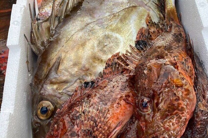 Fishing on the Island of Elba with aperitif and dinner on board 5